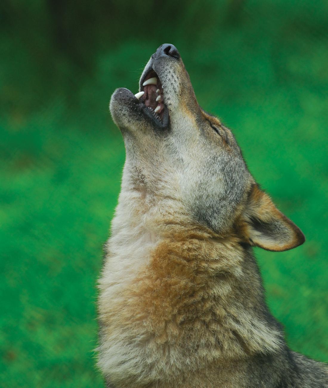 Grupo Lobo